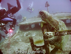 Sea Turtle Hanging Out on the Anthony.  Maui Hawaii SEP 08. by Ray Hawkins 